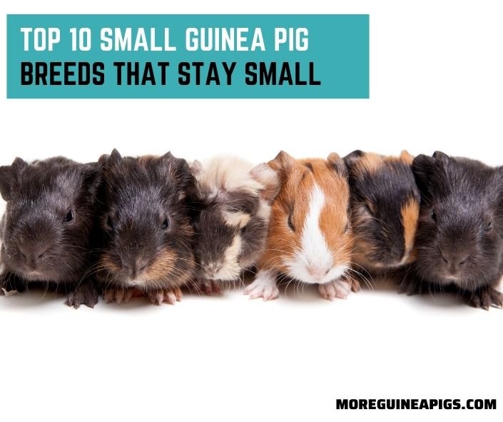 Top 10 Small Guinea Pig Breeds That Stay Small