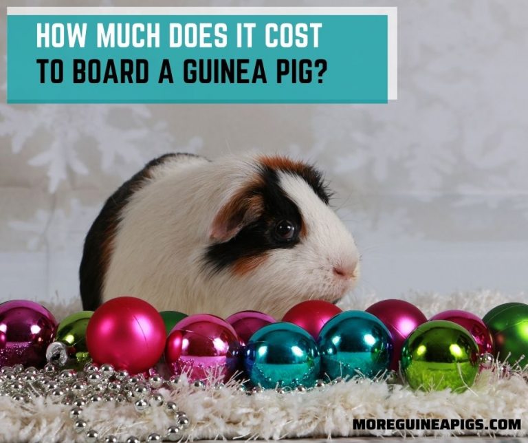 How Much Does It Cost to Board A Guinea Pig?