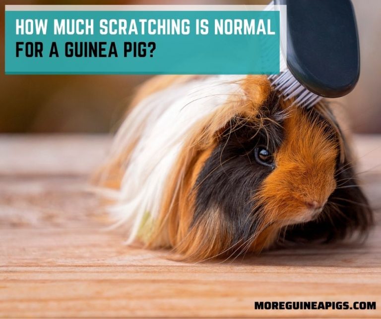 How Much Scratching Is Normal for a Guinea Pig?