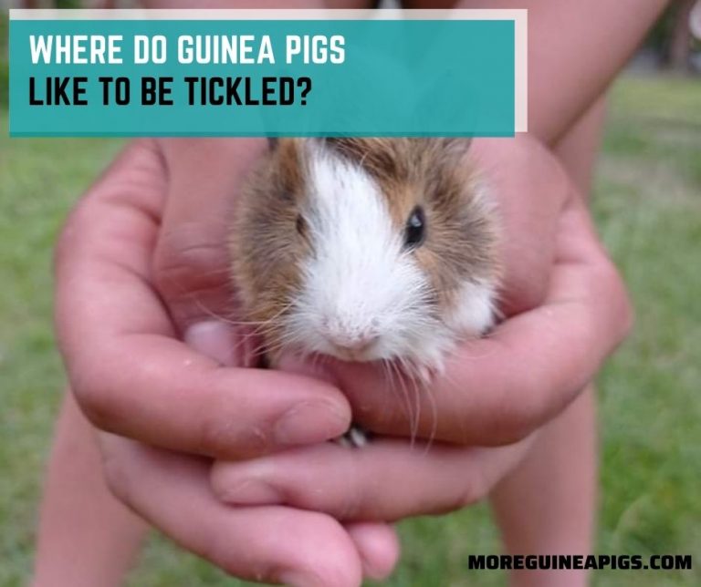 Where Do Guinea Pigs Like To Be Tickled?