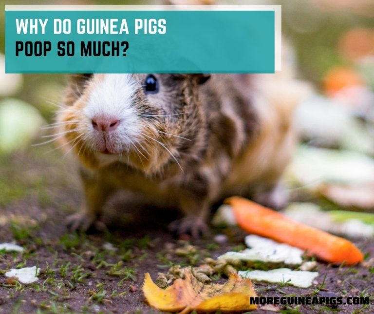 Why Do Guinea Pigs Poop So Much