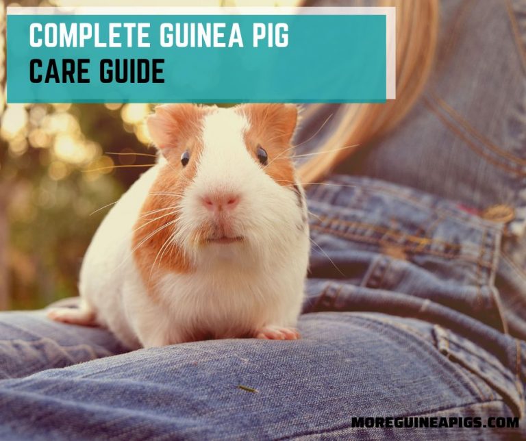 Complete Guinea Pig Care Guide