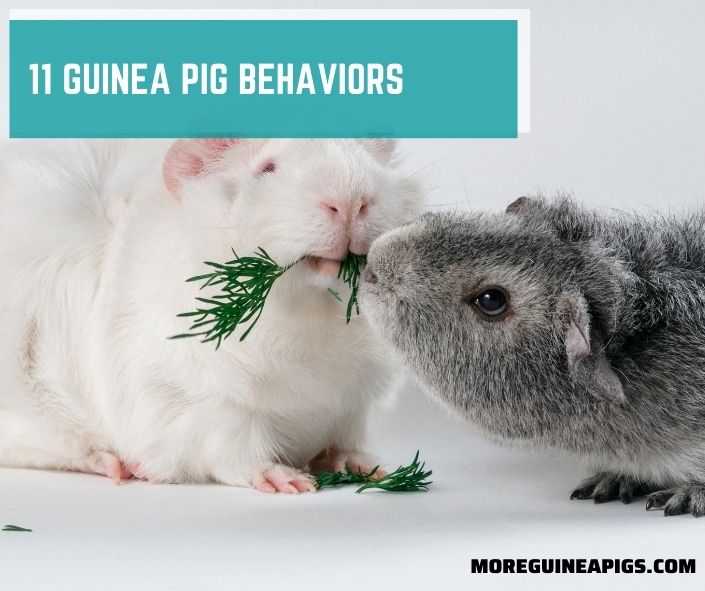 11 Guinea Pig Behaviors To Help You Understand More About Them