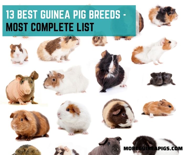 13 Best Guinea Pig Breeds