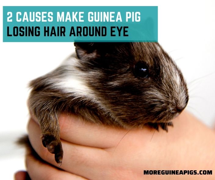 2 Causes Make Guinea Pig Losing Hair Around Eye