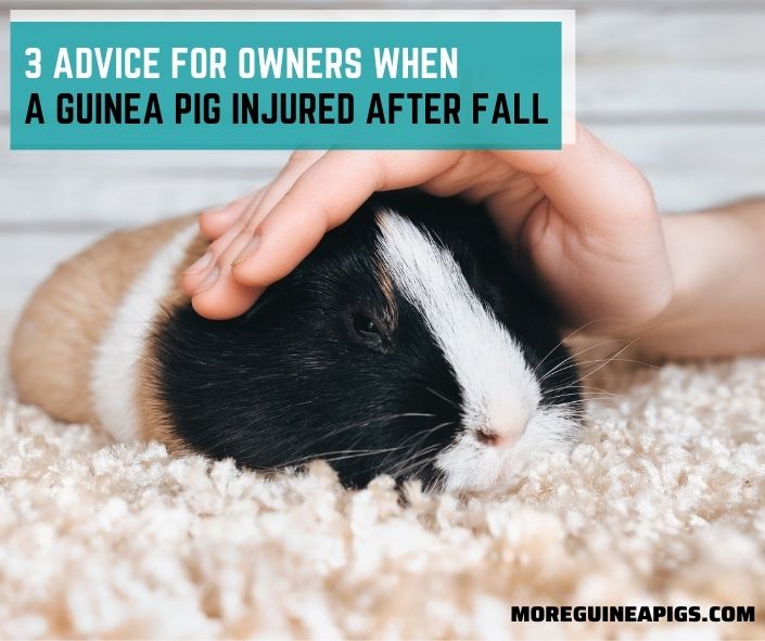 3 Advice for Owners When a Guinea Pig Injured After Fall