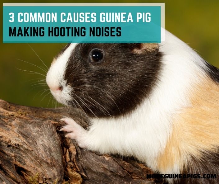 3 Common Causes Guinea Pig Making Hooting Noises