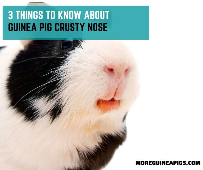 3 Things To Know About Guinea Pig Crusty Nose