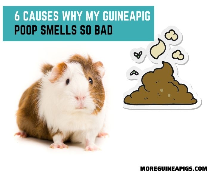 6 Causes Why My Guinea Pig Poop Smells So Bad