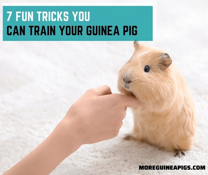 7 Fun Tricks You Can Train Your Guinea Pig