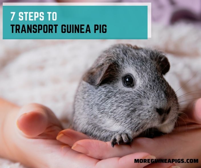7 Steps To Transport Guinea Pig