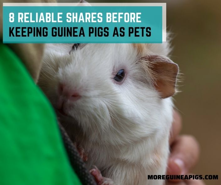 8 Reliable Shares Before Keeping Guinea Pigs As Pets