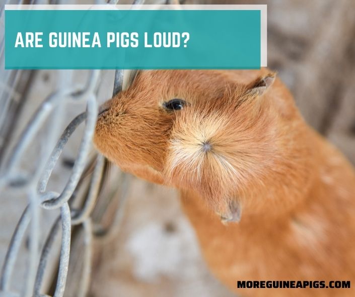Are Guinea Pigs Loud?