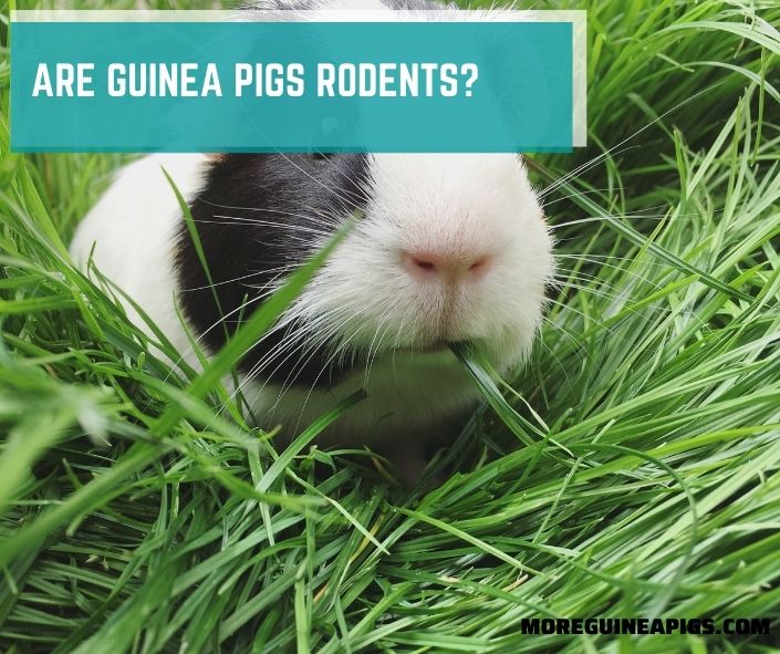 Are Guinea Pigs Rodents?