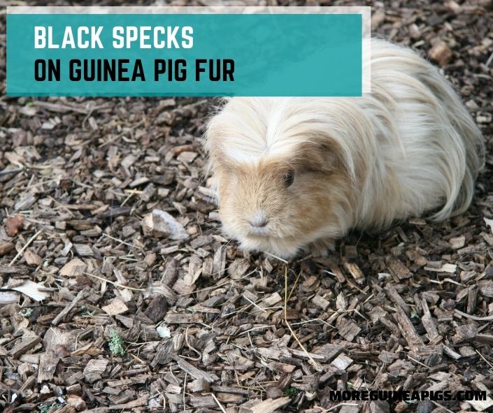 Black Specks on Guinea Pig Fur: Cause and How to Deal with It