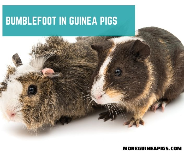 Bumblefoot in Guinea Pigs: Signs, Causes, Treatment, and Preventison