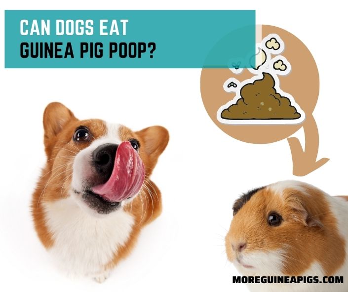 Can Dogs Eat Guinea Pig Poop?