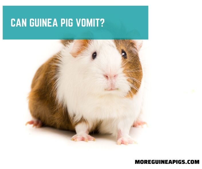 Can A Guinea Pig Vomit?