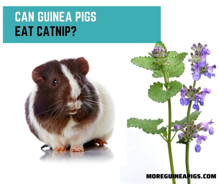 Can Guinea Pigs Eat Catnip?