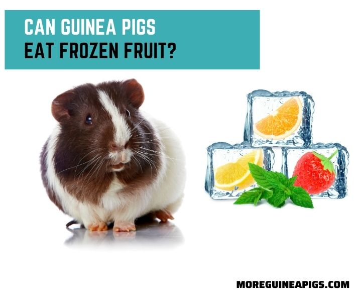 Can Guinea Pigs Eat Frozen Fruit?