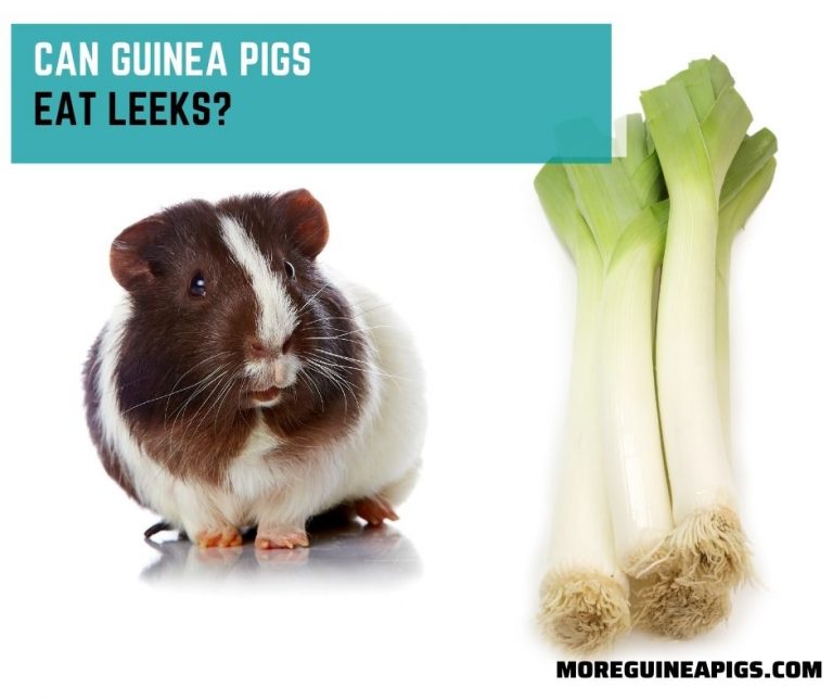 Can Guinea Pigs Eat Leeks?