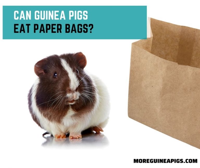 Can Guinea Pigs Eat Paper Bags?