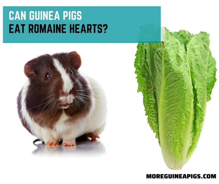 Can Guinea Pigs Eat Romaine Hearts?