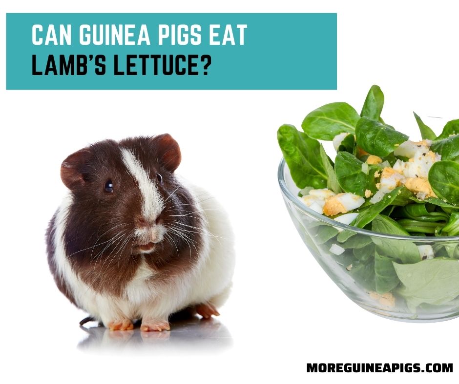 Can Guinea Pigs Eat Lamb's Lettuce?