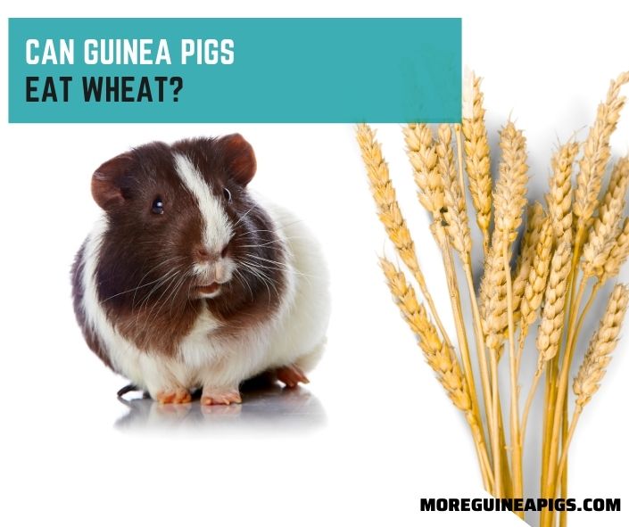 Can Guinea Pigs Eat Wheat?