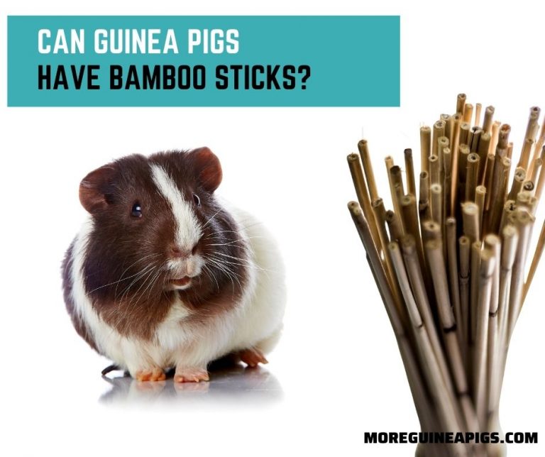 Can Guinea Pigs have Bamboo Sticks?