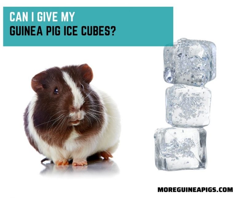 Can I Give My Guinea Pig Ice Cubes?