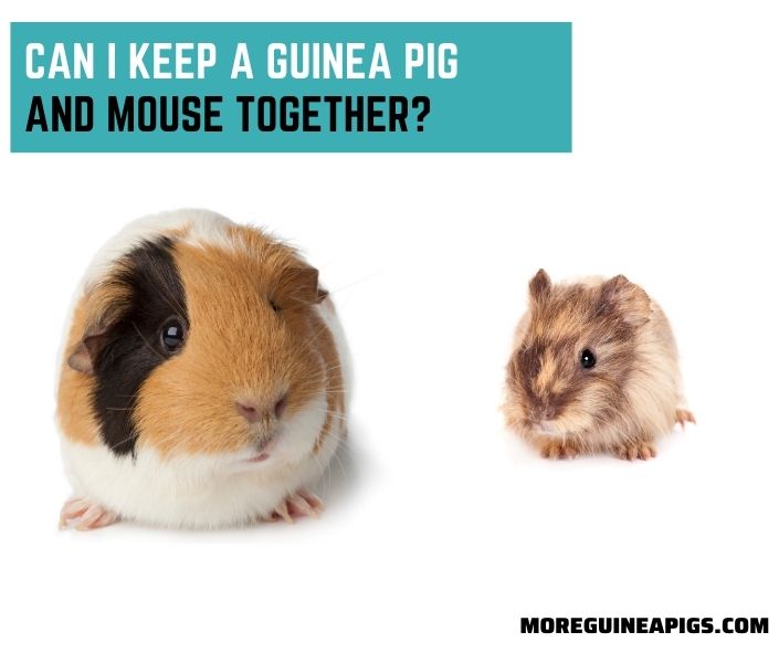 Can I Keep a Guinea Pig and Mouse Together?