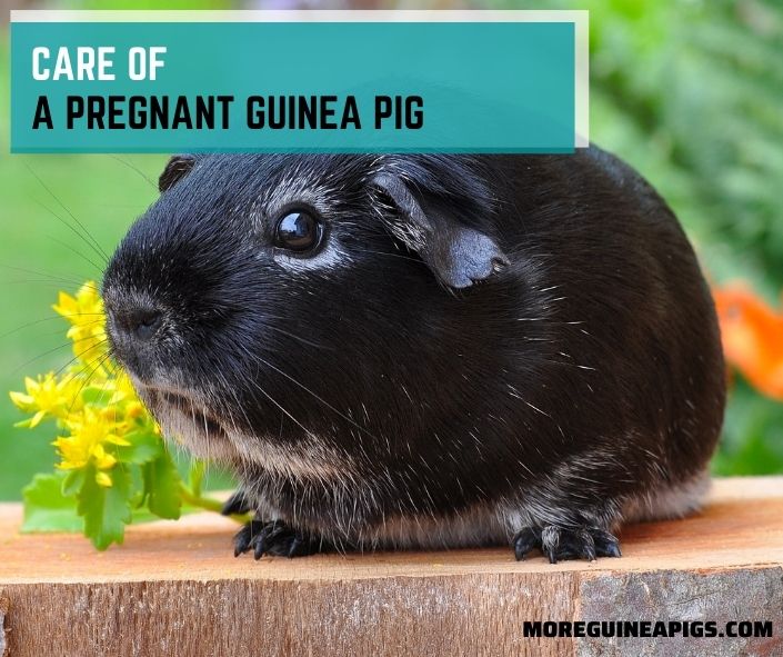 Care of a Pregnant Guinea Pig