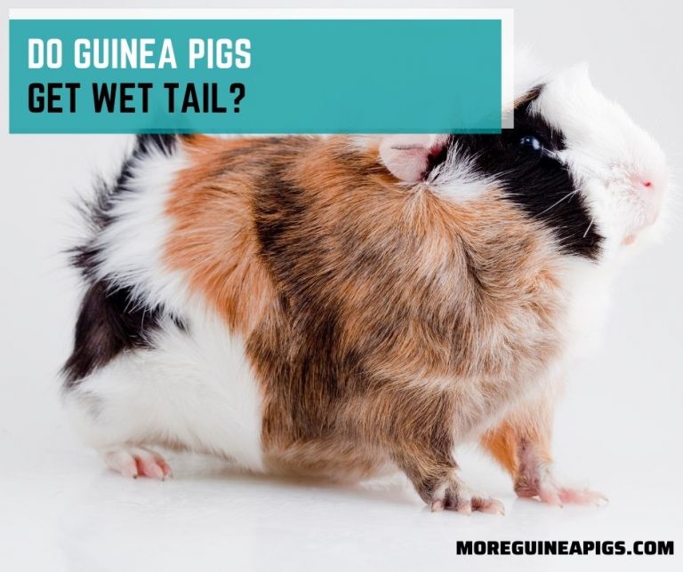Do Guinea Pigs Get Wet Tail?