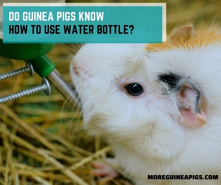 Do Guinea Pigs Know How To Use Water Bottles?