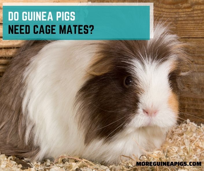 Do Guinea Pigs Need Cage Mates? 4 Steps to Introduce New Guinea Pigs
