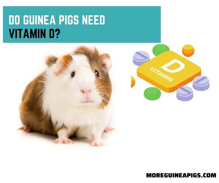 Do Guinea Pigs Need Vitamin D?