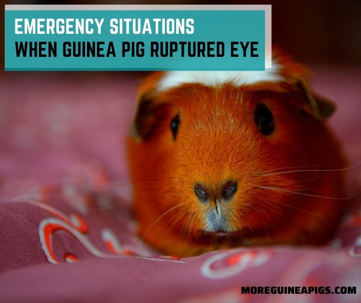 Emergency Situations When Guinea Pig Ruptured Eye