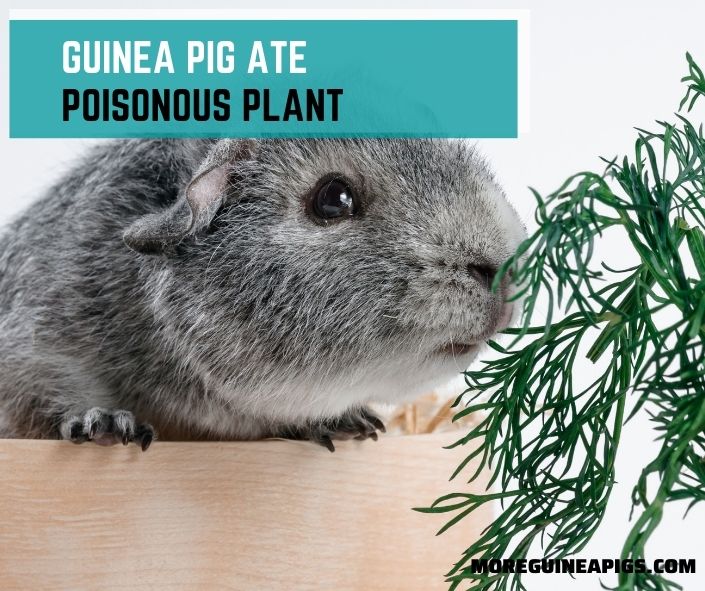 Guinea Pig Ate Poisonous Plant: Symptoms and Treatment