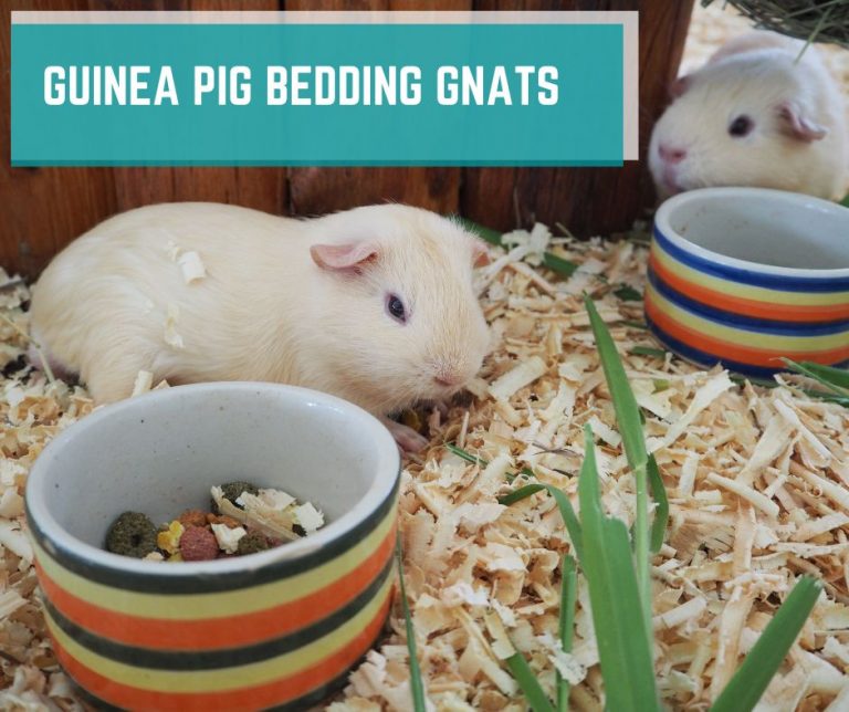 Guinea Pig Bedding Gnats: Cause, How To Deal and Prevent