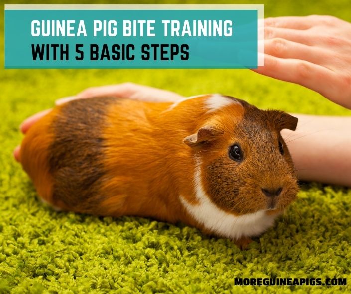 Guinea Pig Bite Training With 5 Basic Steps