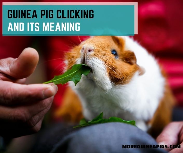 Guinea Pig Clicking and Its Meaning