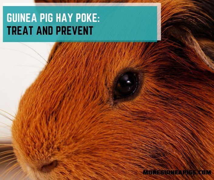 Guinea Pig Hay Poke: Treat and Prevent