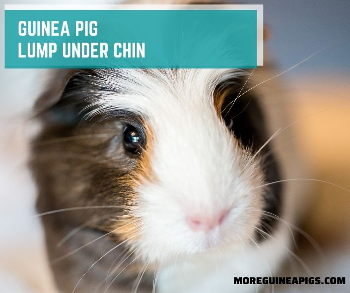 Guinea Pig Lump Under Chin: Cause, Treatment and How to Care
