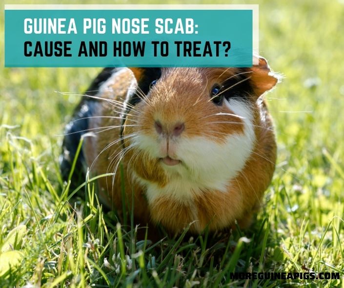 Guinea Pig Nose Scab: Cause And How To Treat?