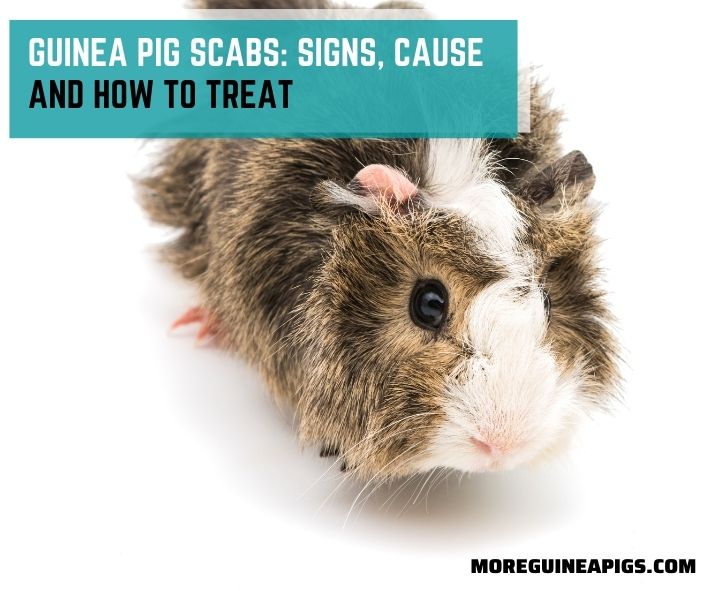 Guinea Pig Scabs: Signs, Cause and How To Treat