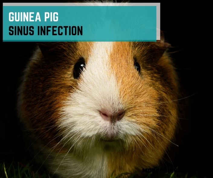 Guinea Pig Sinus Infection: Signs, Cause and How to Treat