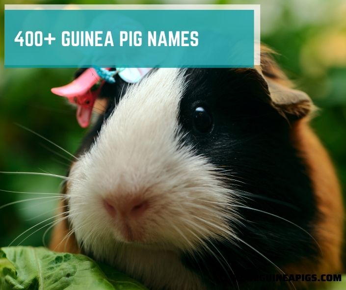 400+ Guinea Pig Names: Male, Female, Unique and Funny