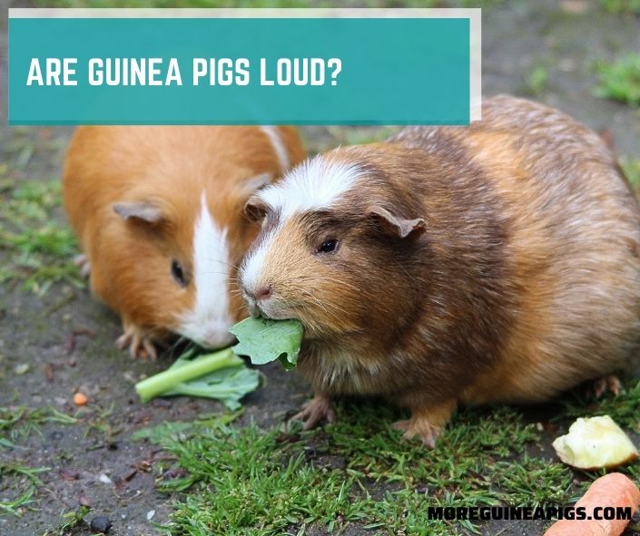 Guinea Pig Size Guide With 4 Factors You Must Know