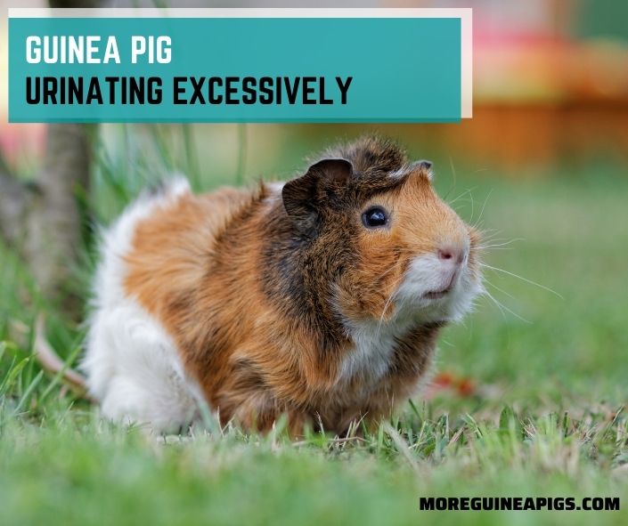Guinea Pig Urinating Excessively: Cause, Treatment, and Prevention